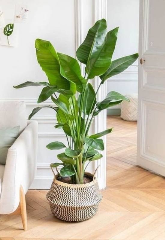 15 Large-Leaved Houseplants To Bring A Striking Piece Of Nature Into Your Indoor Spaces 14