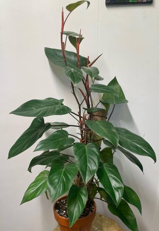 15 Large-Leaved Houseplants To Bring A Striking Piece Of Nature Into Your Indoor Spaces 5