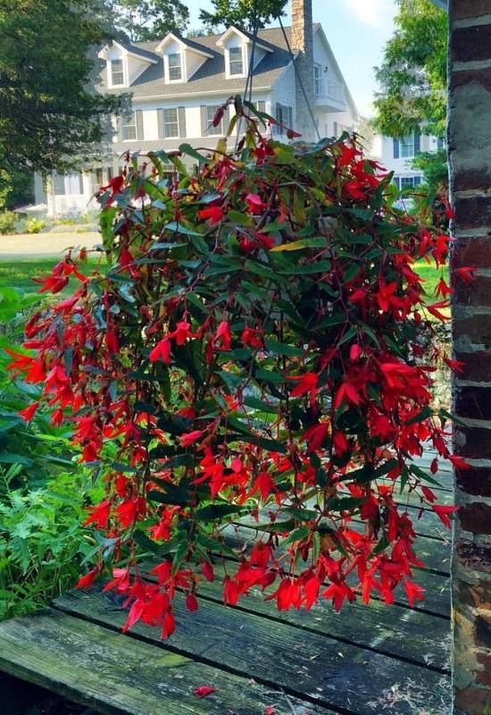 12 Low-Light Hanging Houseplants That Thrive in Near Darkness 7 12 Low-Light Hanging Houseplants That Thrive in Near Darkness 6