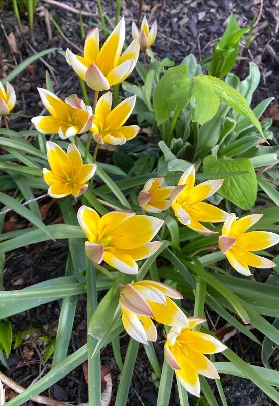 22 Types of Tulips To Liven Up Your Spring Garden 2