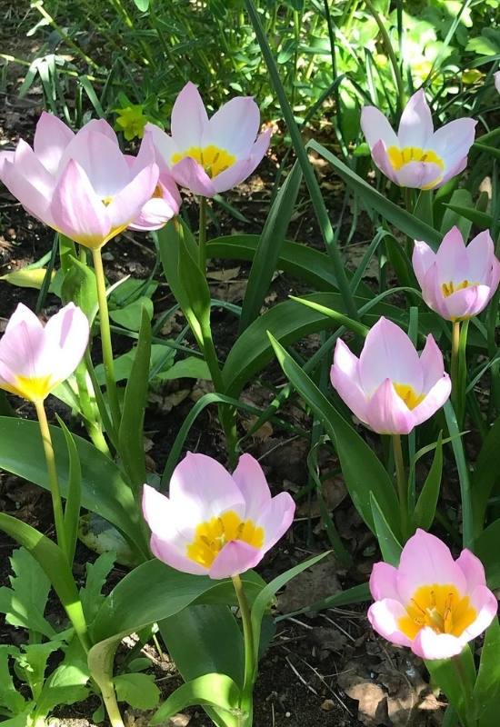 22 Types of Tulips To Liven Up Your Spring Garden 6
