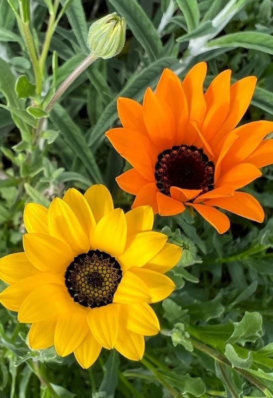 15 Sunflowers Look-Alikes That Might Just Be Better Than the Real Thing 15