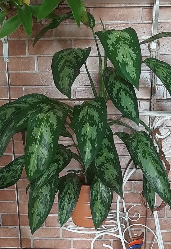 12 Low-Light Hanging Houseplants That Thrive in Near Darkness 10