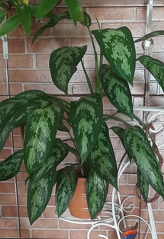12 Low-Light Hanging Houseplants That Thrive in Near Darkness 11 12 Low-Light Hanging Houseplants That Thrive in Near Darkness 10