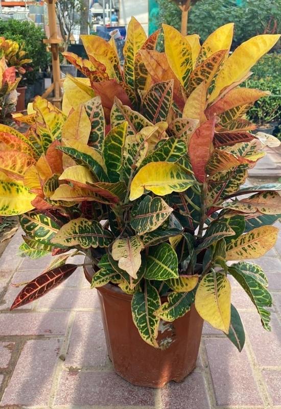 The beautiful glossy variegated leaves of the indoor plant Croton Codiaeum