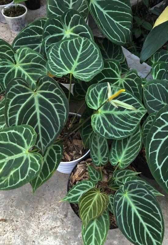 15 Large-Leaved Houseplants To Bring A Striking Piece Of Nature Into Your Indoor Spaces 4