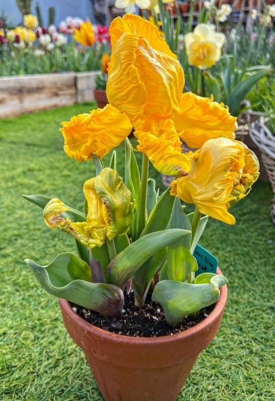 Deadheading Tulips: Why, When, and How to Do It the Right Way 4