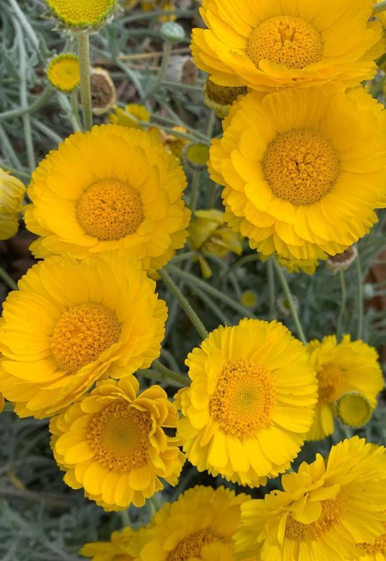 15 Sunflowers Look-Alikes That Might Just Be Better Than the Real Thing 8