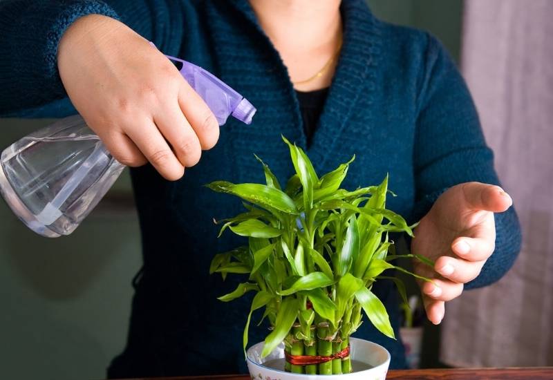 Do House Plants Need Fertilizers