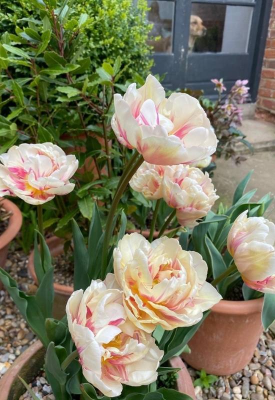 22 Types of Tulips To Liven Up Your Spring Garden 15