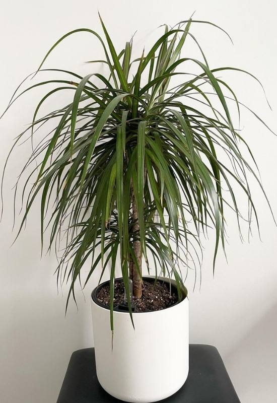 14 Gorgeous Tall Indoor Plants To Liven Up Your Indoor Space 17