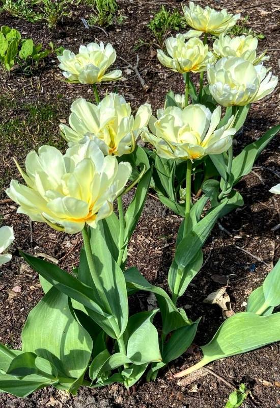22 Types of Tulips To Liven Up Your Spring Garden 11