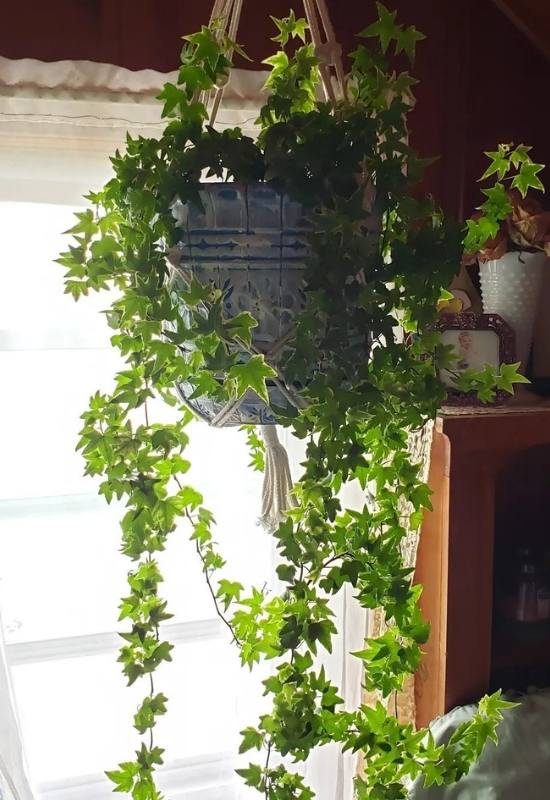 12 Low-Light Hanging Houseplants That Thrive in Near Darkness 12 12 Low-Light Hanging Houseplants That Thrive in Near Darkness 11