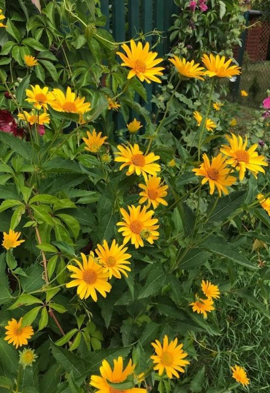 15 Sunflowers Look-Alikes That Might Just Be Better Than the Real Thing 5