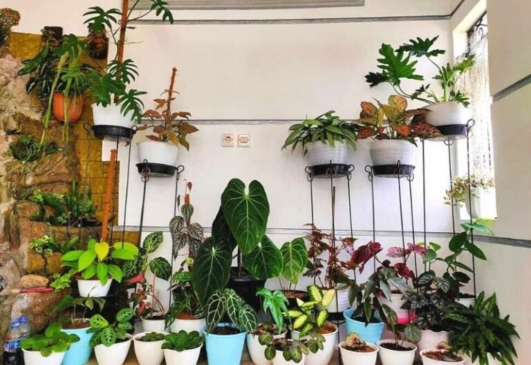 15 Large-Leaved Houseplants To Bring A Striking Piece Of Nature Into Your Indoor Spaces