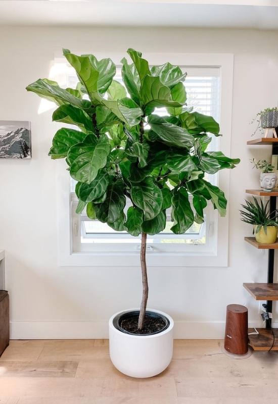 Indoor Fiddle Fig Tree