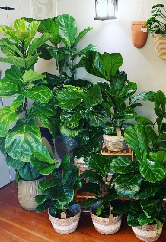 15 Large-Leaved Houseplants To Bring A Striking Piece Of Nature Into Your Indoor Spaces 13