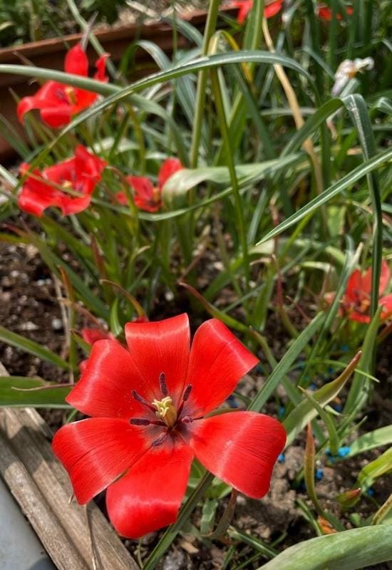 22 Types of Tulips To Liven Up Your Spring Garden 12