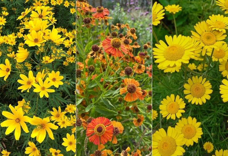 Flowers That Look Like Sunflowers