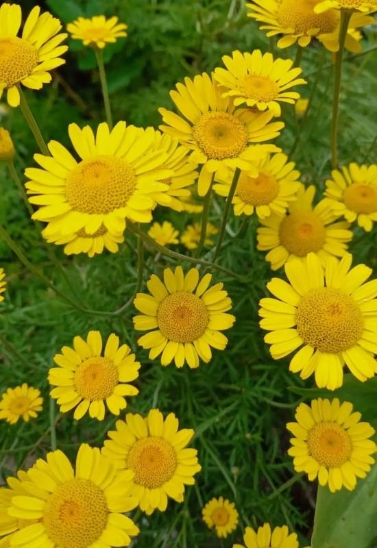 15 Sunflowers Look-Alikes That Might Just Be Better Than the Real Thing 3