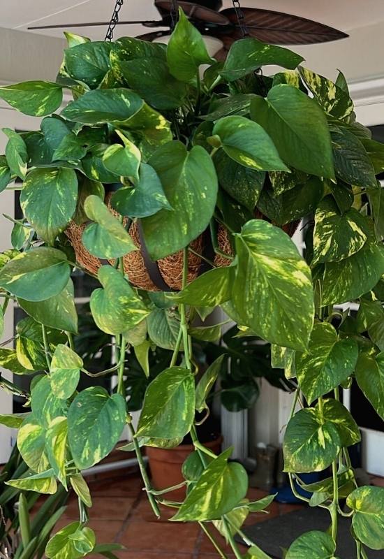 12 Low-Light Hanging Houseplants That Thrive in Near Darkness 7