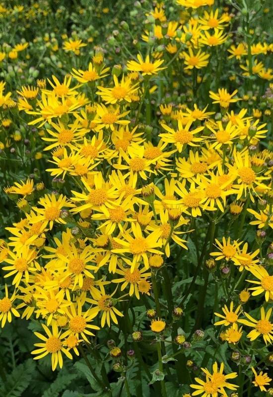 15 Sunflowers Look-Alikes That Might Just Be Better Than the Real Thing 14