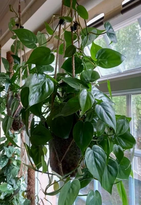 12 Low-Light Hanging Houseplants That Thrive in Near Darkness 5