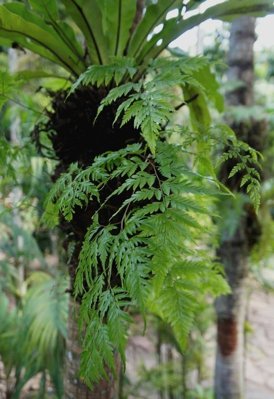 12 Low-Light Hanging Houseplants That Thrive in Near Darkness 10 12 Low-Light Hanging Houseplants That Thrive in Near Darkness 9