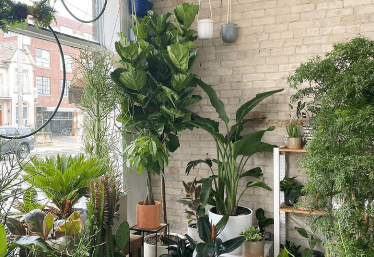 14 Gorgeous Tall Indoor Plants To Liven Up Your Indoor Space