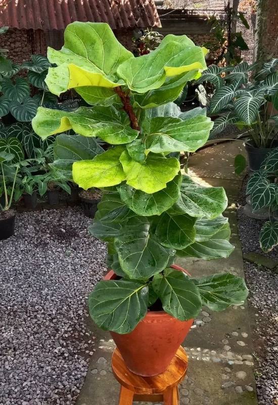 Watering Fiddle Leaf Fig When, How Often & How Much They Need