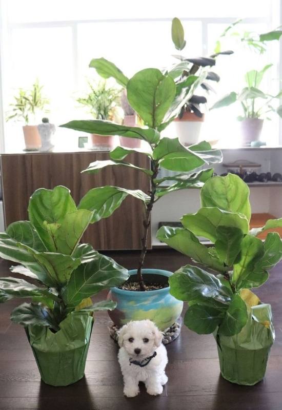 Are Fiddle Leaf Figs Poisonous to Cats, Dogs, or Kids? 22
