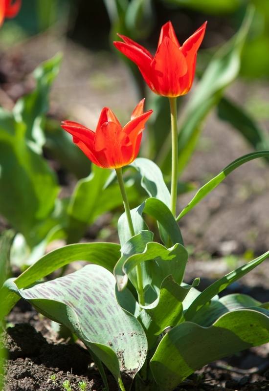 Korolkowii Tulips