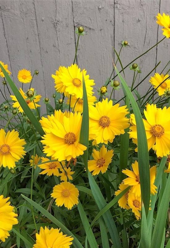 15 Sunflowers Look-Alikes That Might Just Be Better Than the Real Thing 13