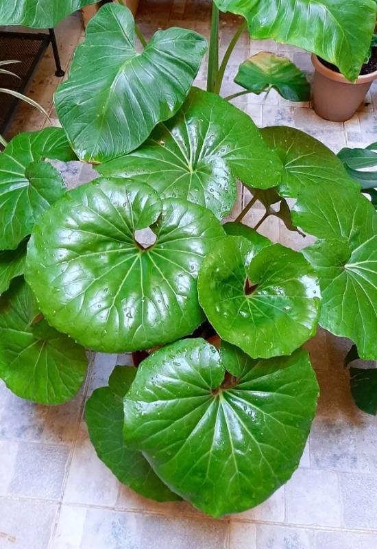 15 Large-Leaved Houseplants To Bring A Striking Piece Of Nature Into Your Indoor Spaces 8