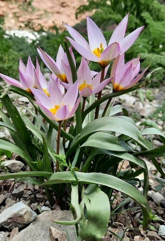 Crocus Tulips