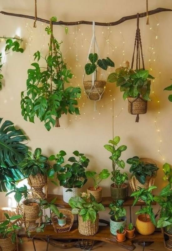 12 Low-Light Hanging Houseplants That Thrive in Near Darkness 1