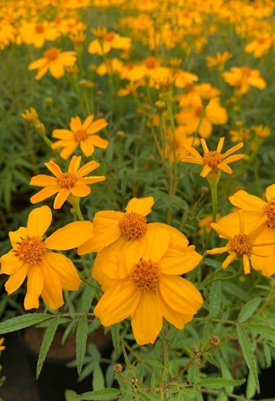 15 Sunflowers Look-Alikes That Might Just Be Better Than the Real Thing 4