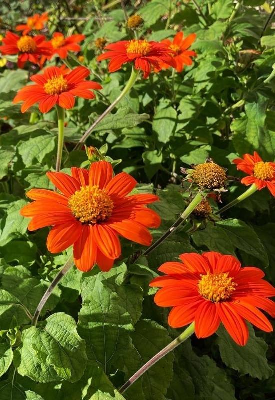 15 Sunflowers Look-Alikes That Might Just Be Better Than the Real Thing 6