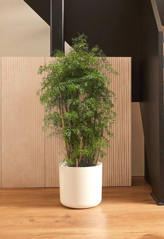 14 Gorgeous Tall Indoor Plants To Liven Up Your Indoor Space 6
