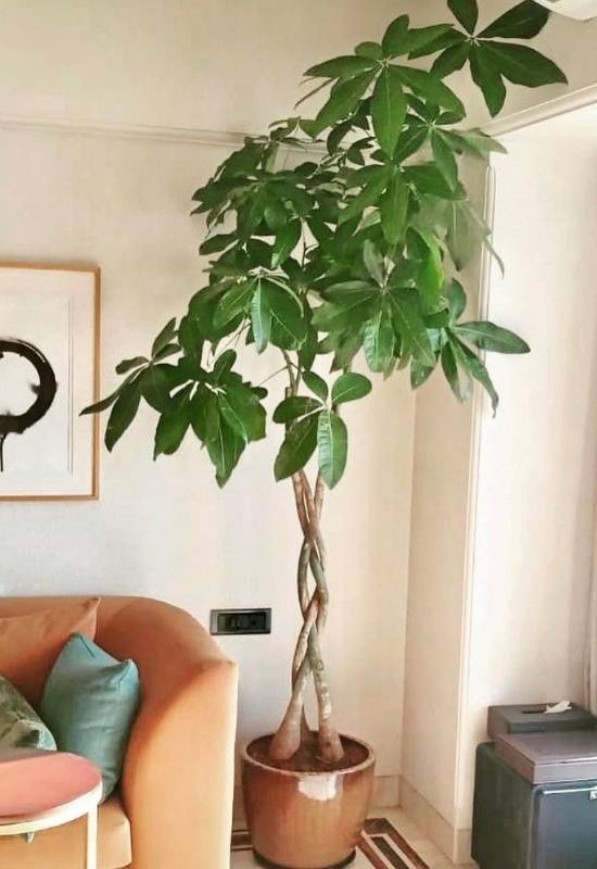 14 Gorgeous Tall Indoor Plants To Liven Up Your Indoor Space 1