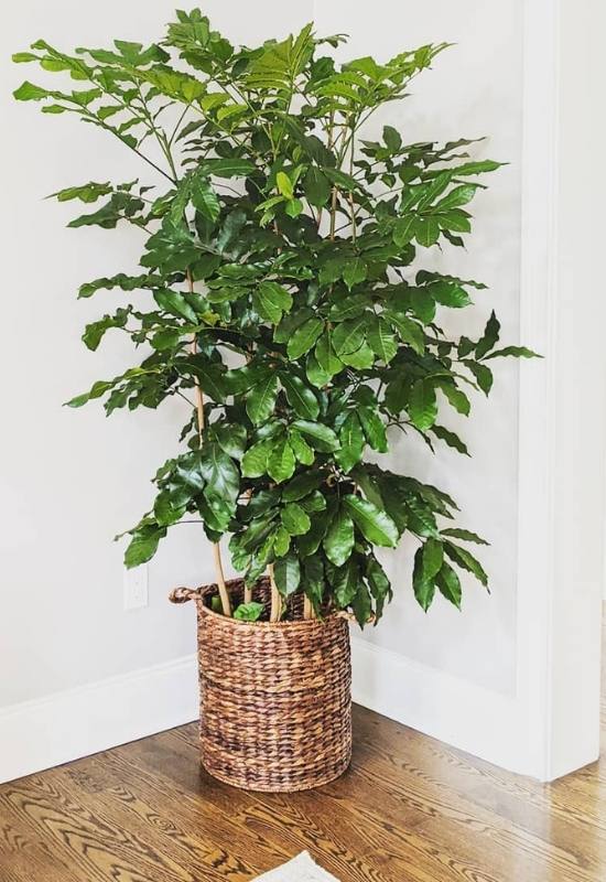 indoor Mahogany tree planted in a pot