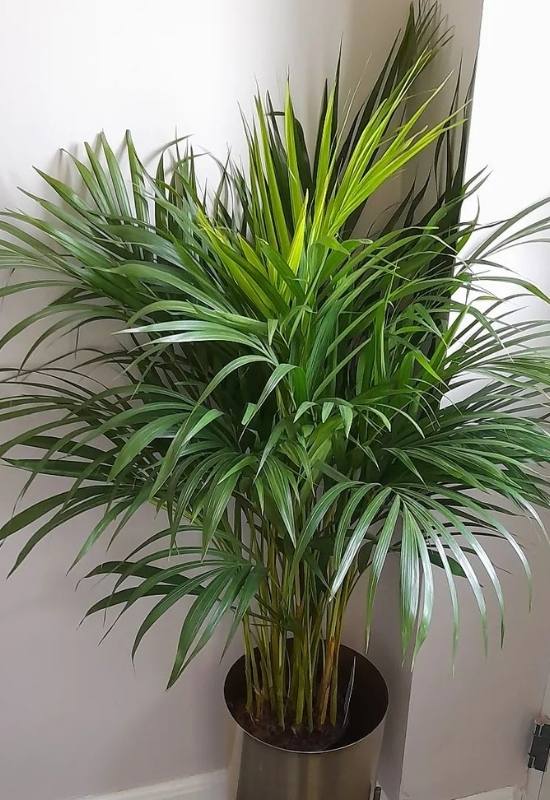 Palm plant for indoors