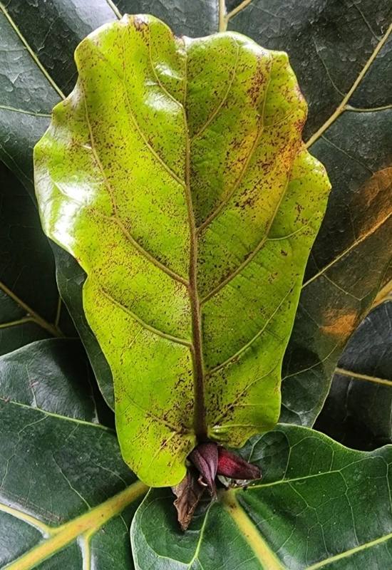 Fiddle Leaf Fig Watering Demystified: Overwatering, Underwatering, or Just Right? 14