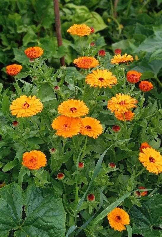 15 Sunflowers Look-Alikes That Might Just Be Better Than the Real Thing 10