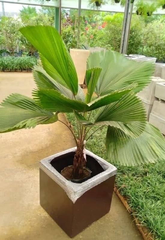 15 Large-Leaved Houseplants To Bring A Striking Piece Of Nature Into Your Indoor Spaces 7