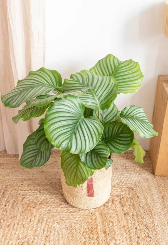 15 Large-Leaved Houseplants To Bring A Striking Piece Of Nature Into Your Indoor Spaces 6