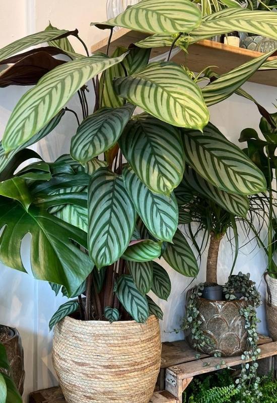 15 Large-Leaved Houseplants To Bring A Striking Piece Of Nature Into Your Indoor Spaces 16