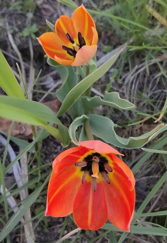 Schrenck’s Tulips