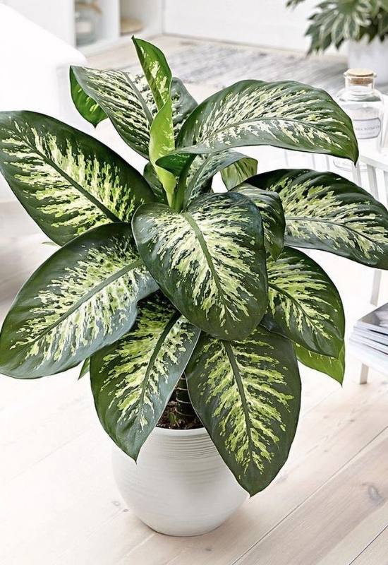 15 Large-Leaved Houseplants To Bring A Striking Piece Of Nature Into Your Indoor Spaces 9