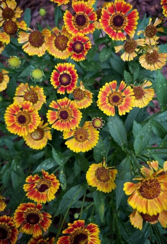 15 Sunflowers Look-Alikes That Might Just Be Better Than the Real Thing 12